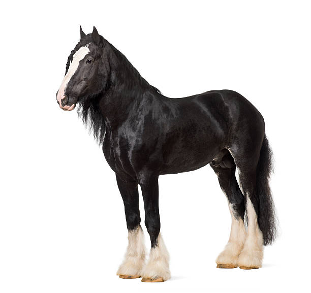 Shire Horse standing against white background Shire Horse standing against white background shire horse stock pictures, royalty-free photos & images