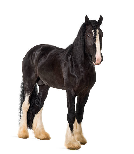 shire horse standing against white background - shirehäst bildbanksfoton och bilder