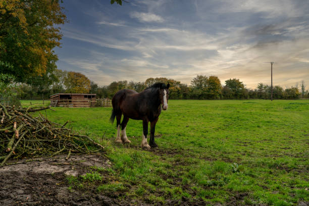 Shire Horse standing in a meadow in England Beautiful and majestic Shire horse in an English country meadow Somerset, standing and showing its natural prowess and yet gentleness shire horse stock pictures, royalty-free photos & images