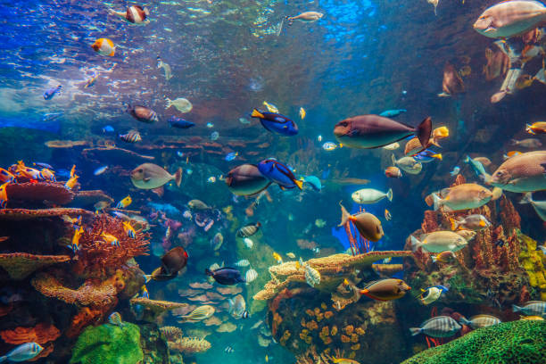 Shoal group of many red yellow tropical fishes in blue water with coral reef, colorful underwater world, copyspace for text, background wallpaper  aquarium stock pictures, royalty-free photos & images