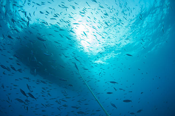 Shoal of fish silhouetted underwater stock photo