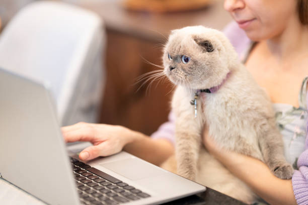 Shocked young woman with cute cat looking at laptop screen Young woman annd her cute cat are looking at laptop screen. scottish fold cat stock pictures, royalty-free photos & images