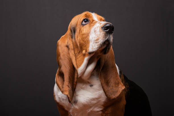 Shooting at studio of a basset hound in black background. Funny basset hound in a shooting at studio. basset hound stock pictures, royalty-free photos & images