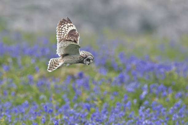 Short Eared Owl over habitat stock photo