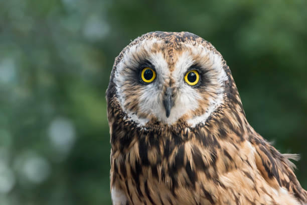 Short eared owl (Asio flammeus) stock photo