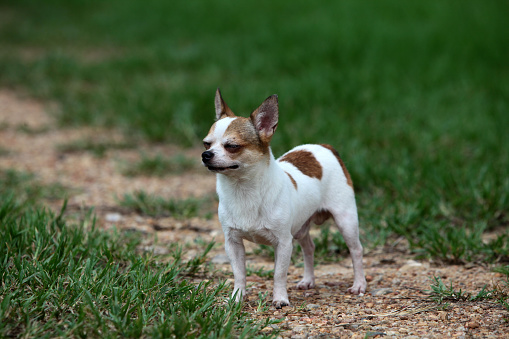 Short Hair Chihuahua Standing On The Meadow Stock Photo Download