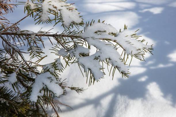 Short Pine Needle Branch Close-up with Snow stock photo