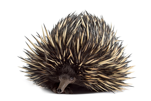 Shortbeaked Echidna Isolated On White Stock Photo Shortbeaked Echidna Isolated On White Stock Photo
