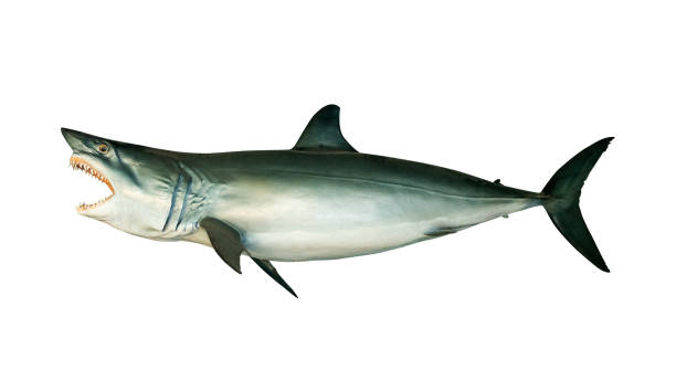 Shortfin mako shark (Isurus oxyrinchus) Isolated on white background with clipping path stock photo