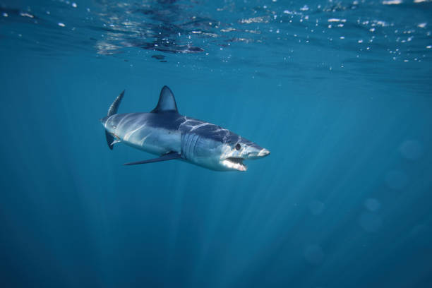shortfin mako shark, Isurus oxyrinchus, off Cape Point, South Africa stock photo
