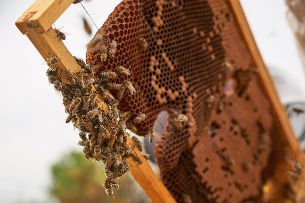 Shot of a beehive frame on a farm stock photo