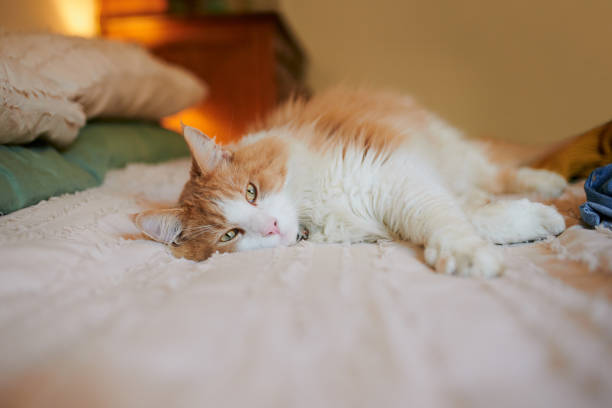 shot of an adorable cat laying on a bed at home - foster home bag imagens e fotografias de stock