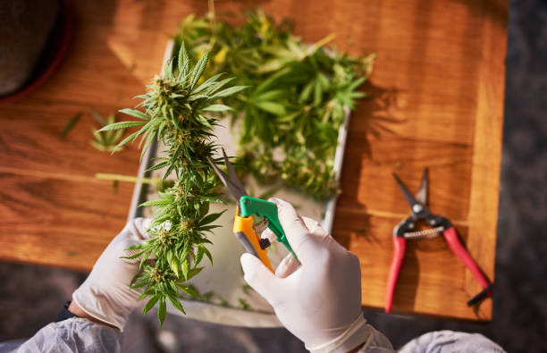 Shot of an unrecognisable person wearing gloves and cutting a cannabis plant with shearers stock photo