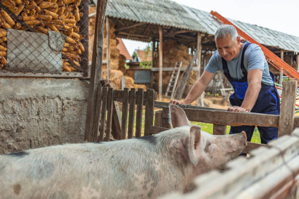 Shot of smiling farmer worker standing in pig pen Mature man standing in pigpen taking care of pigs domestic animals. Farmer carefully raises his pigs in a biological way domestic pig stock pictures, royalty-free photos & images