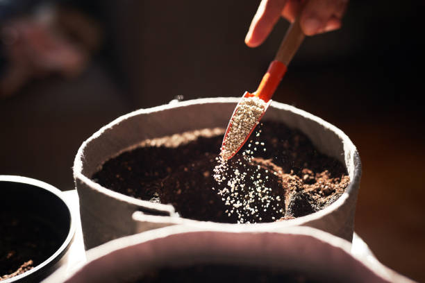 Shot of soil being inoculated with mycorrhizae to cultivate cannabis stock photo