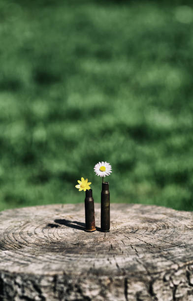 shotgun shell and bullet with common daisy and  yellow little flower stock photo