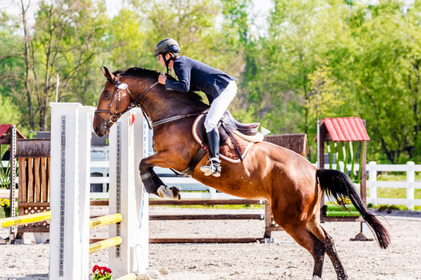 hoppning - häst med ryttare hoppar över hindret - hinder häst bildbanksfoton och bilder