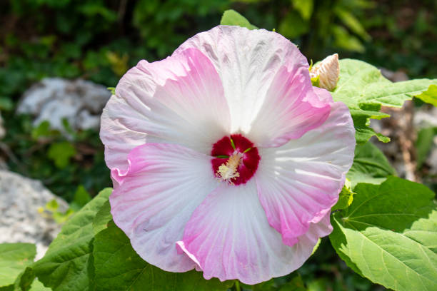 Show-stopping  supersized hibiscus flower in full bloom in swirling shades of pink rose and cranberry red with blurred greenery and rocks behind stock photo