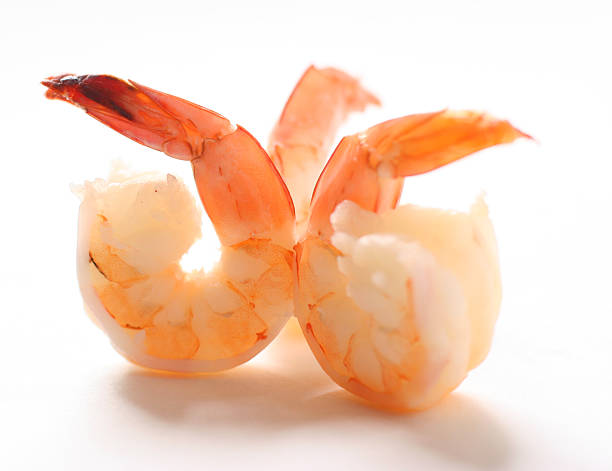 Shrimp stock photo