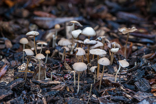 Shrooms in the forest stock photo