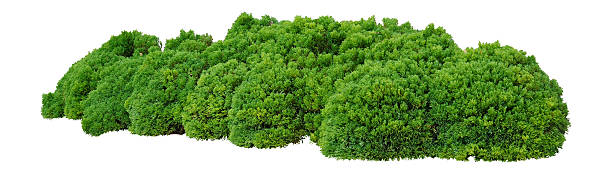 Shrubs Shrubs trimmed into round shape bush stock pictures, royalty-free photos & images