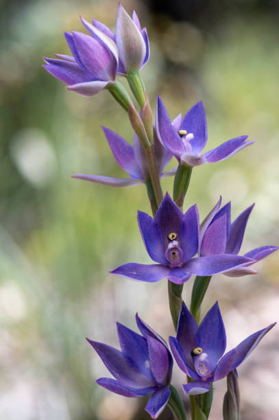 Shy Sun Orchid ("Thelymitra graminea") in Western Australia stock photo