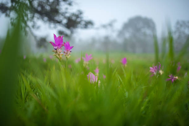 siam tulp veld in de mistige ochtend in pa hin ngam nationaalpark, chaiyaphum, thailand - chaiyaphum stockfoto's en -beelden