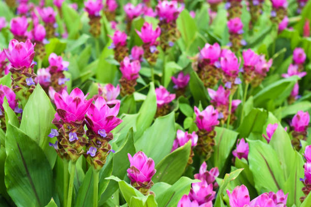 siam tulip bloem op groene achtergrond in de tuin - chaiyaphum stockfoto's en -beelden