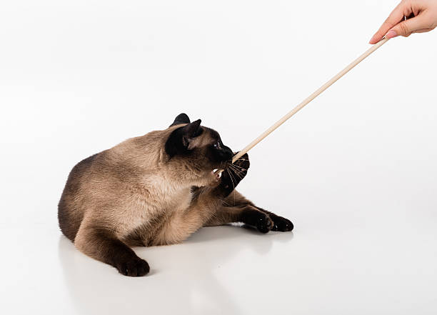 Siamese Cat and Woman Hand and Wooden Stick stock photo