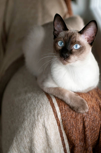 Siamese Cat stock photo