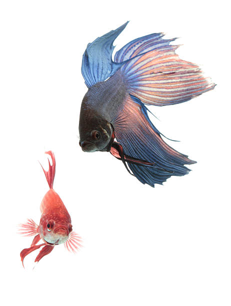 Siamese Fighting Fishes stock photo