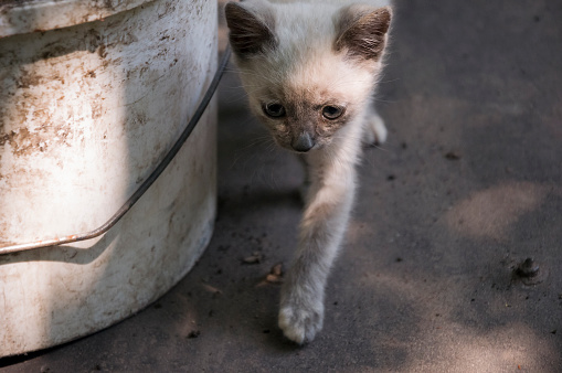 Siamese Shorthair Cat Is Walking On The Asphalt Blue Eyed Little