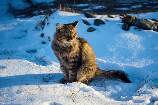 Siberian Cat On Snow In Evening Sunshine Stock Photo ...