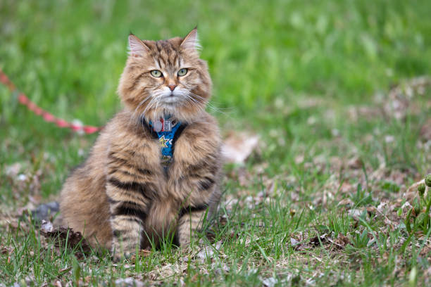 sibirisk katt sitter på gräset - cat leash bildbanksfoton och bilder