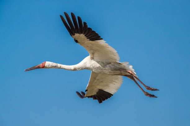 Siberian crane (Grus leucogeranus) in flight stock photo