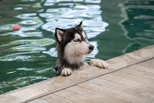 Do Huskies Like to Swim? Do Huskies Like to Swim