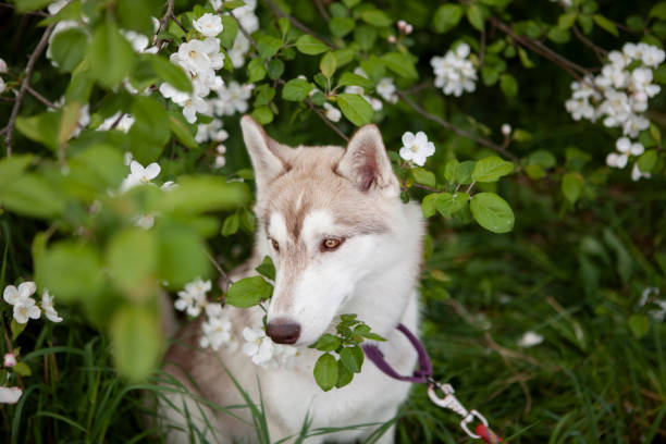 Siberian husky dog  ​​in the flowers stock photo