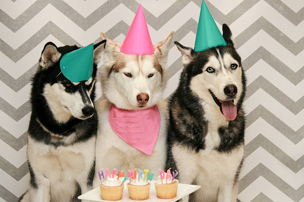 Siberian Husky Happy Birthday Stock Photos, Pictures