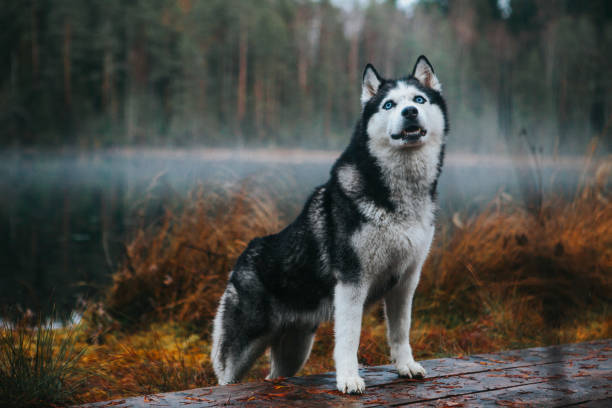 Siberian Husky in the fog stock photo