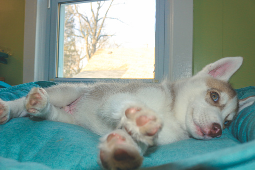 Siberian Husky Puppy That Is 8 Weeks Old Lays In A Dog Bed Stock