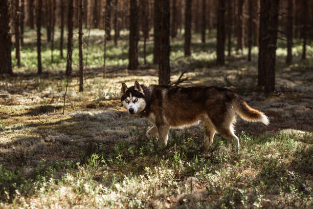 Siberian husky walking in a spring pine forest in sunny weather stock photo