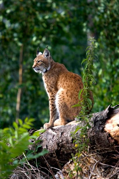 siberische lynx, lynx lynxwrangeli, volwassen zitting op boomstam - euraziatische lynx stockfoto's en -beelden