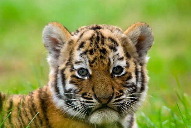 A Siberian tiger cub lying on the grass stock photo
