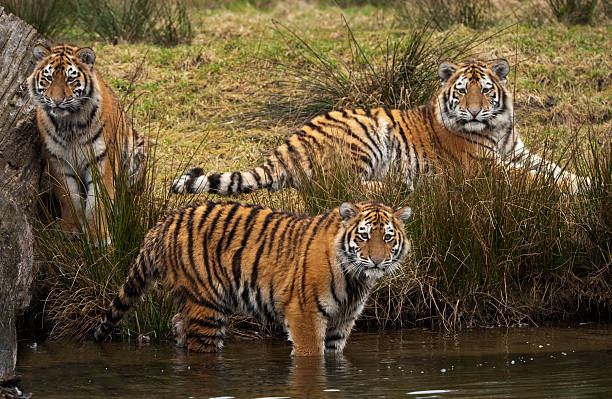 Siberian Tiger cubs stock photo