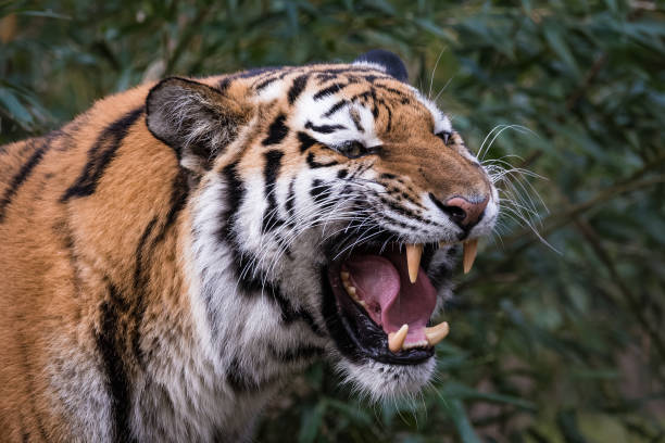 Siberian tiger roaring stock photo