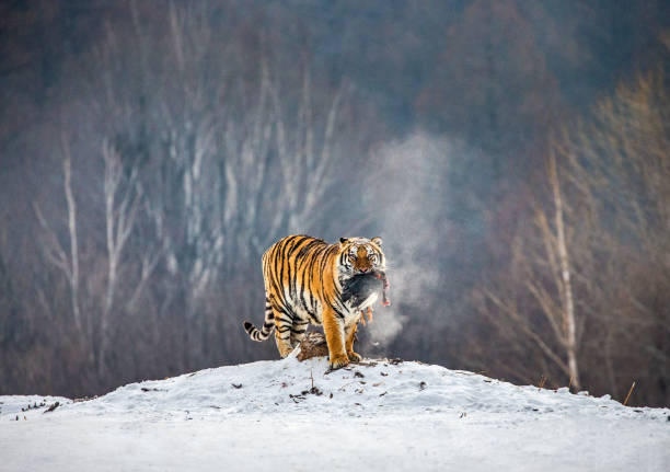 Siberian (Amur) tiger stands in a snowy glade with prey. China. Harbin. Mudanjiang province. Hengdaohezi park. Siberian Tiger Park. stock photo
