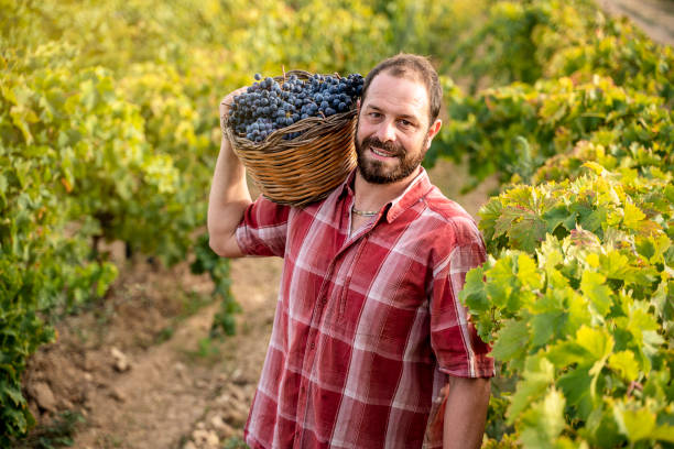 Sicilian farmer in a vineyard stock photo