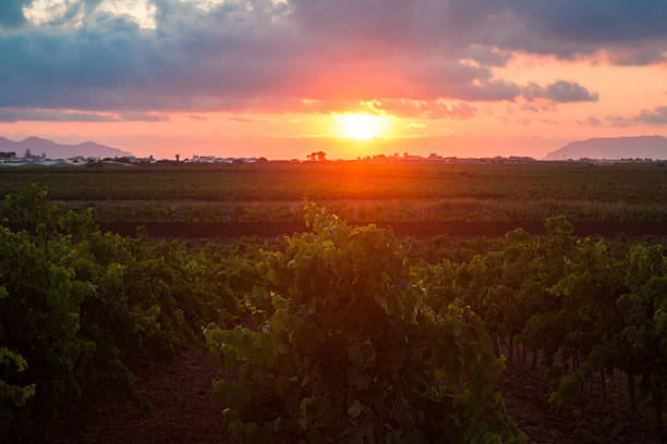 Sicilian grapevines at sunset stock photo