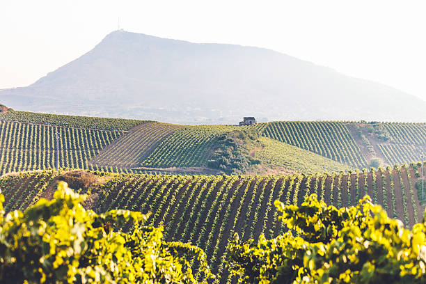 Sicilian vineyards landscape. stock photo