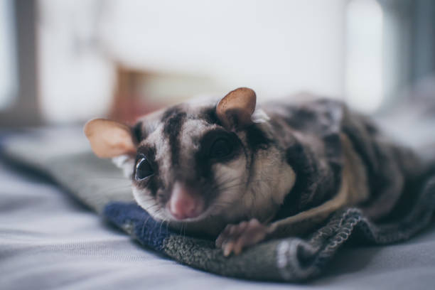 Sick and weak small Sugar Glider on bed. stock photo